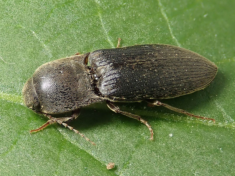 Elateridae: Agriotes sp.